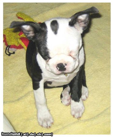 Boston Terrier Hunde Foto 26742 in höherer Auflösung ansehen Boston Terrier