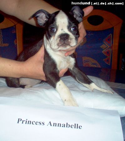 Boston Terrier Hunde Foto 9634 Boston Terrier Soeben von Chicago in Wien eingetroffen (8Wochen jung)