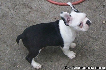 Boston Terrier Hunde Foto 24300 Boston Terrier