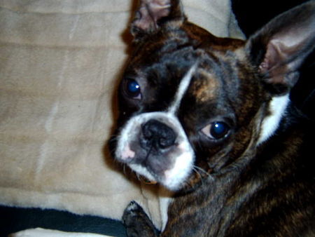 Boston Terrier Hunde Foto 33389 Boston Terrier Gonzo , nur lieb!