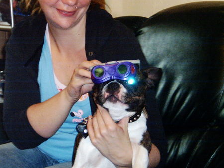 Boston Terrier Hunde Foto 35152 Boston Terrier Gonzo ist Mr.X