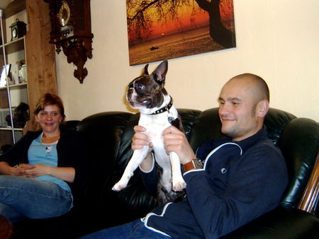 Boston Terrier Hunde Foto 35153 Boston Terrier Mr.X mit Locke