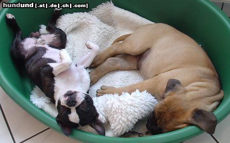 Boston Terrier Hunde Foto 20907 Boston Terrier Siesta pur