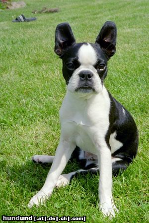 Boston Terrier Hunde Foto 12611 Boston Terrier Fotomodel