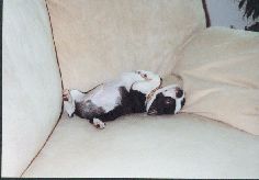 Boston Terrier Hunde Foto 1448 Boston Terrier