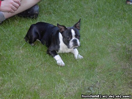Boston Terrier Hunde Foto 11888 Boston Terrier Jopi v.Hengstbachtal alias SAM, der stolze Hotelier