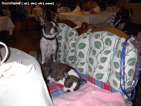 Boston Terrier Hunde Foto 10252 Boston Terrier Gipsy u.Snoopy beim Abendessen im 3 Hauben Restaurant