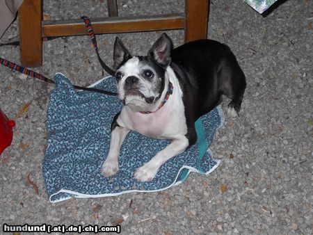 Boston Terrier Hunde Foto 5245 Boston Terrier UGLY unser Senior im Club