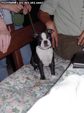 Boston Terrier Hunde Foto 5224 Boston Terrier Herkules