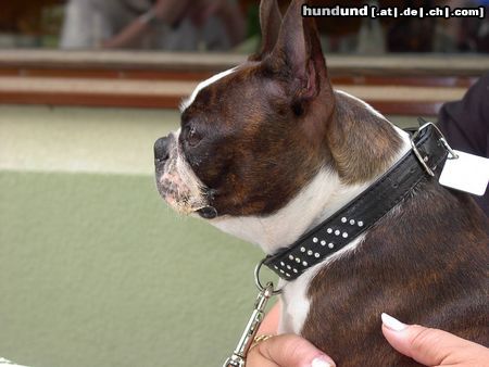 Boston Terrier Hunde Foto 3770 Boston Terrier Ich bin aufmerksam und wichtig (Shirley)