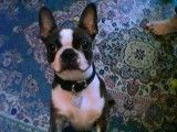Boston Terrier Hunde Foto 2342 Boston Terrier Olander von der Birkenheide ist neugierig