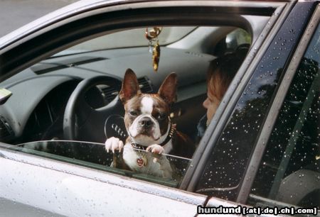 Boston Terrier Hunde Foto 4653 Boston Terrier Shirley liebt das Autofahren