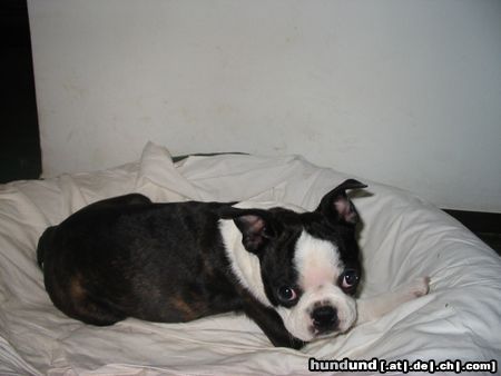 Boston Terrier Hunde Foto 16368 Boston Terrier Madison Avenue übersiedelt bald nach Österreich