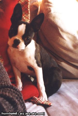 Boston Terrier Hunde Foto 11998 Boston Terrier Wer diesem Blick widerstehen? (Flo mit 17 Wochen)