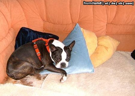 Boston Terrier Hunde Foto 9525 Boston Terrier