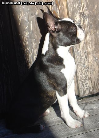 Boston Terrier Hunde Foto 15558 Boston Terrier Sonnenanbeter