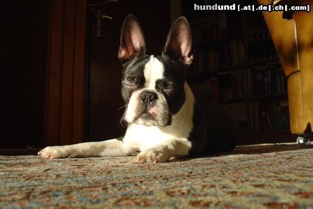 Boston Terrier Sonnenanbeter