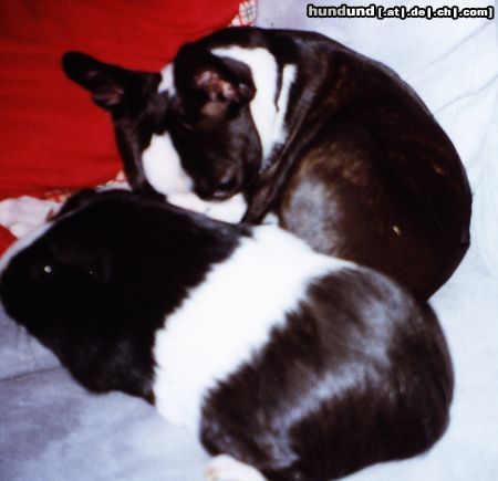 Boston Terrier Hunde Foto 11997 Boston Terrier Schwein muss man haben- Flo und Speedy