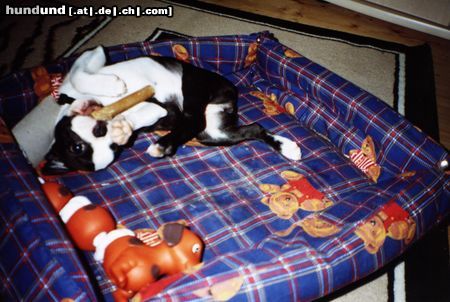 Boston Terrier Hunde Foto 11995 Boston Terrier Flo (Fabiola of King´s Castle)