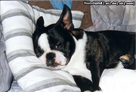 Boston Terrier Hunde Foto 9637 Boston Terrier Herkules
