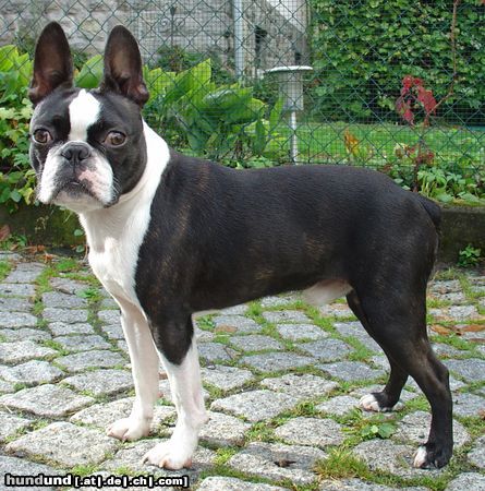 Boston Terrier Hunde Foto 25486 Boston Terrier CBD-Club-Jugend-Sieger 2005: Gwynn od Pulnocniho slunce,Mail: cui_bono@online.ms