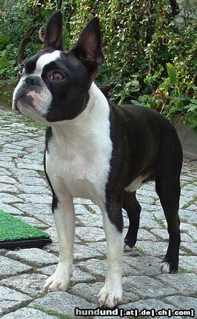 Boston Terrier Hunde Foto 25168 Boston Terrier Gwynn od Pulnocniho slunce am 3.9.2005