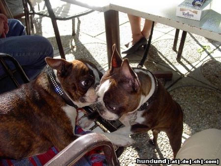 Boston Terrier Hunde Foto 3693 Boston Terrier Gipsy u.Shirley lieben sich innig
