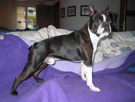 Boston Terrier Hunde Foto 27329 Boston Terrier .......soll ich die Decke entfernen, denkt sich Toni?!?!