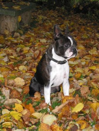 Boston Terrier Hunde Foto 27327 Boston Terrier Toni bewundert die Herbstlandschaft