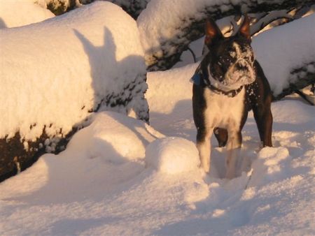Boston Terrier Hunde Foto 27505 Boston Terrier ......Schneeballschlacht oder neugierig......
