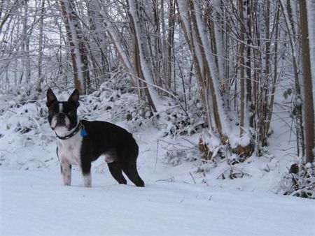 Boston Terrier Hunde Foto 27506 Boston Terrier Tonis Adventspaziergang