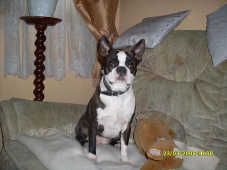Boston Terrier Hunde Foto 43957 Boston Terrier Unsere Trudy auf ihrem Lieblingsplatz