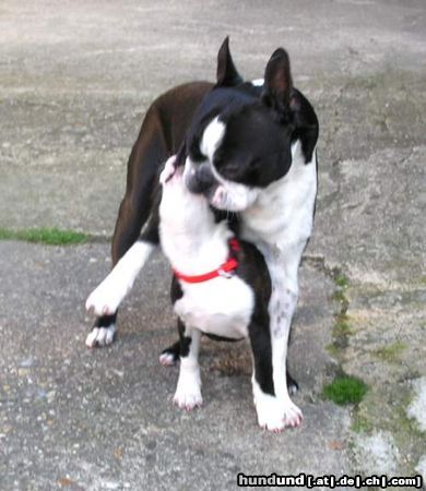 Boston Terrier Hunde Foto 12052 Boston Terrier Vicky und Ferry sind unzertrennlich