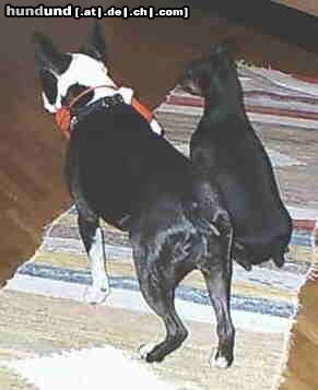 Boston Terrier Hunde Foto 9527 Boston Terrier