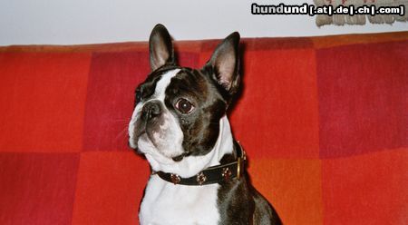 Boston Terrier Hunde Foto 17762 in höherer Auflösung ansehen Boston Terrier Bassty diesmal sehr aufmerksam