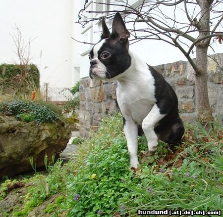 Boston Terrier Hunde Foto 16713 in höherer Auflösung ansehen Boston Terrier Weitblick