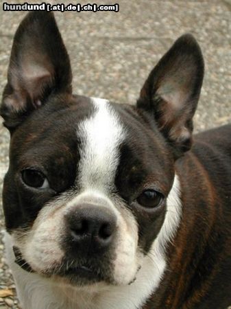 Boston Terrier Hunde Foto 11895 Boston Terrier Dolly v.d.Birkenheide alias Whoopi, die liebe Linzerin