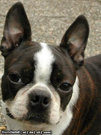 Boston Terrier Hunde Foto 11835 Boston Terrier