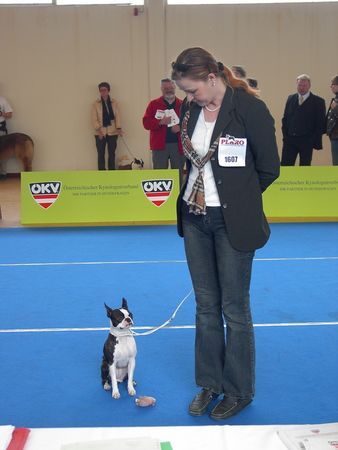 Boston Terrier Hunde Foto 31107 Boston Terrier IHA Wieselburg 06 - Bonnie of Oaktown, SG