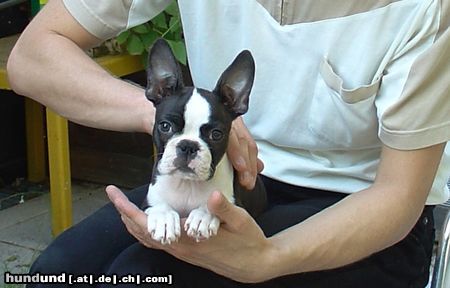 Boston Terrier Hunde Foto 13967 Boston Terrier Wohl behütet