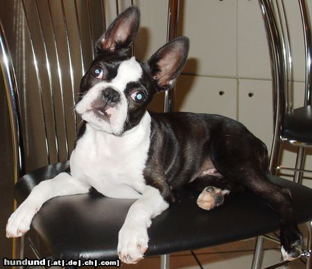 Boston Terrier Hunde Foto 14746 Boston Terrier Und was machen wir jetzt???