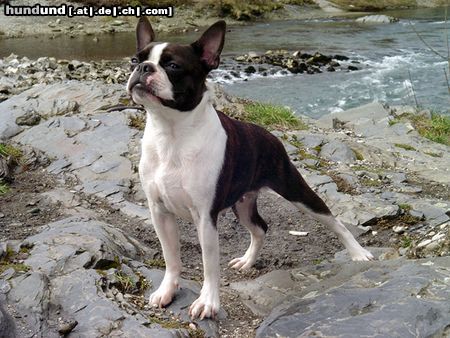 Boston Terrier Hunde Foto 19872 in höherer Auflösung ansehen Boston Terrier Alice ist happy
