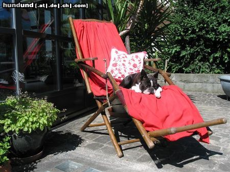 Boston Terrier Hunde Foto 24152 Boston Terrier Toni macht es sich gemütlich