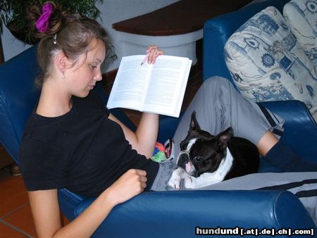 Boston Terrier Hunde Foto 24156 Boston Terrier Toni überall mit dabei