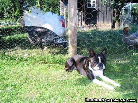 Boston Terrier Hunde Foto 24157 Boston Terrier Toni in seiner Ranch