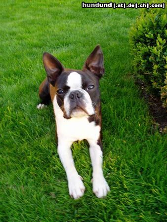 Boston Terrier Hunde Foto 11084 Boston Terrier Gordon (9 Monate alt)