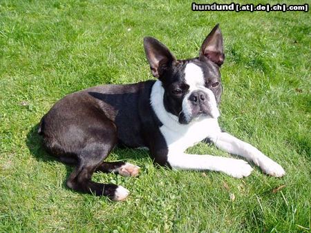 Boston Terrier Hunde Foto 10264 Boston Terrier Den warmen Frühling geniessen...