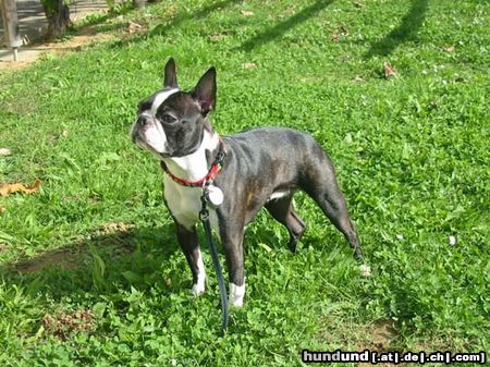 Boston Terrier Hunde Foto 17359 in höherer Auflösung ansehen Boston Terrier Shela