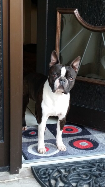 Boston Terrier Hunde Foto 47764 Boston Terrier AIKO , lebhaft, fröhlich, liebevoll. wiegt 11,8 kg, kerngesund,