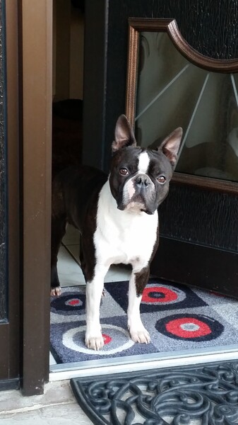 Boston Terrier AIKO , lebhaft, fröhlich, liebevoll. wiegt 11,8 kg, kerngesund,